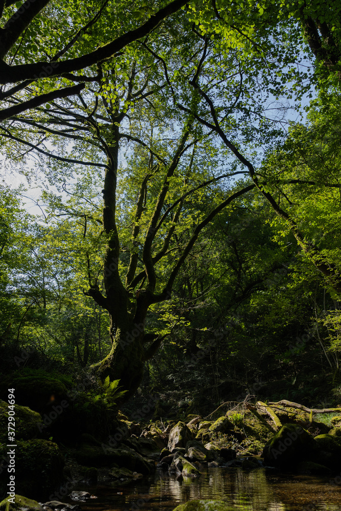 El árbol de vida El árbol de vida
