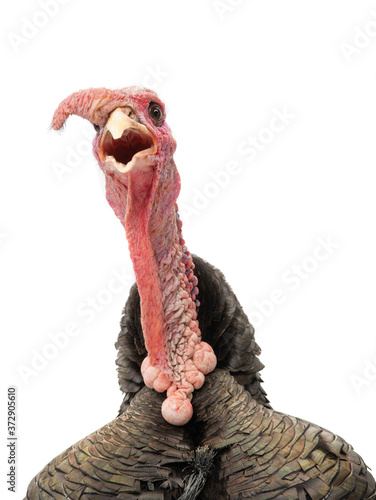 Photo Screaming turkey isolated on white background.