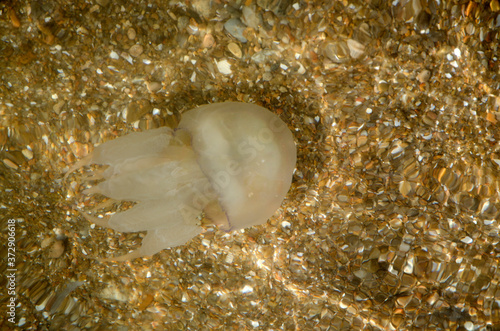 Barrel jellyfish (Rhizostoma pulmo) in shallow water with the sea pebble shore background
