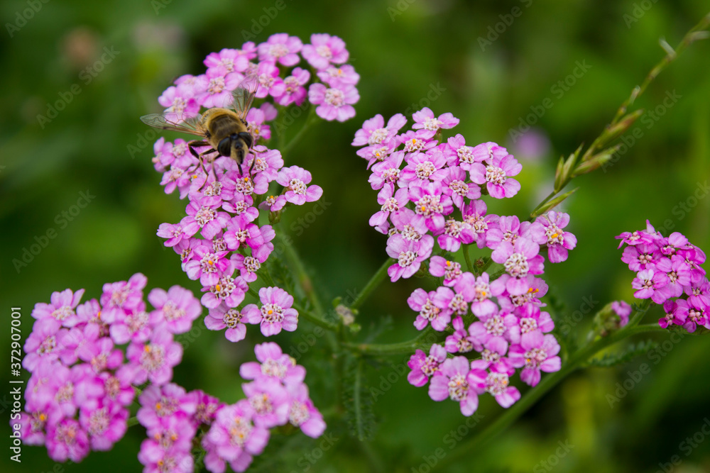 Yarrow flowers Achillea millefolium in green meadow Yarrow flowers Achillea millefolium in green meadow