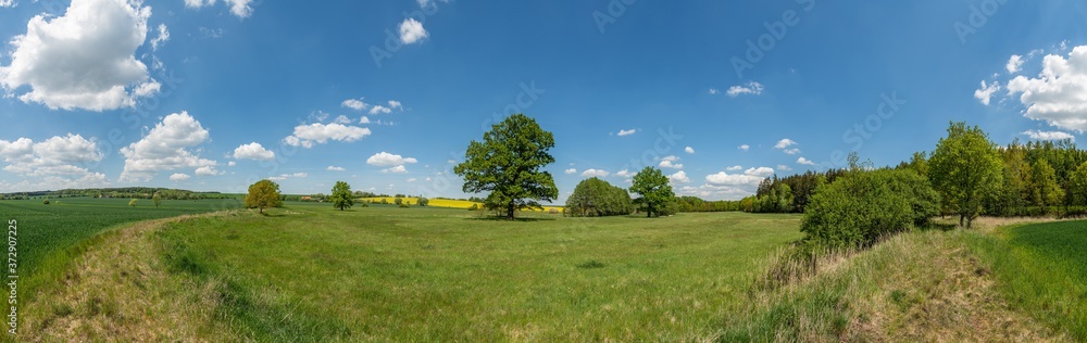 panorama big oak trees on meadow between fields and other trees