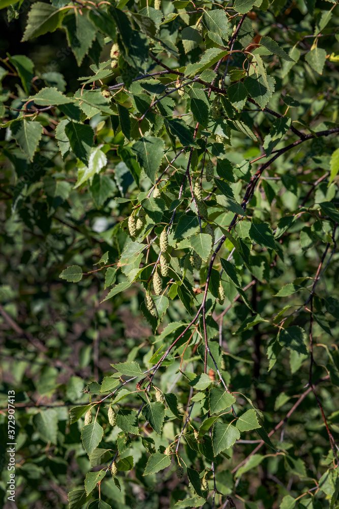 Texture of green birch leaves