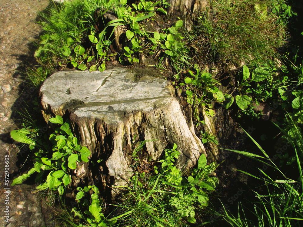 old stump in the forest old stump in the forest
