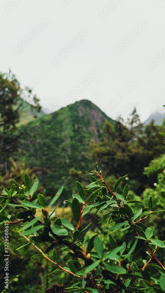 mountain landscape with trees
