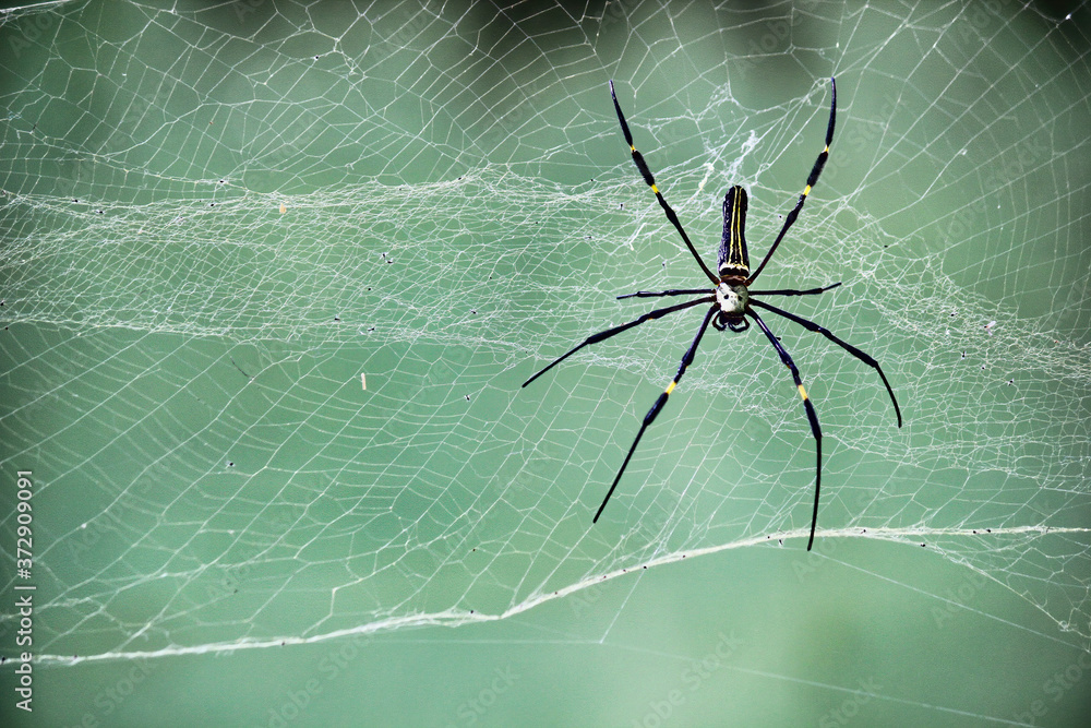 Close up shot of Nephila Pilipes spider hanging on web in southern part of India Close up shot of Nephila Pilipes spider hanging on web in southern part of India