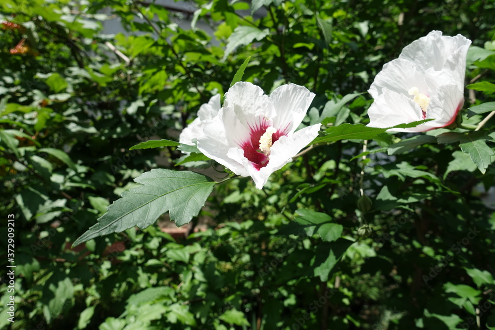 Two white and red flowers of Hibiscus syriacus in mid July Two white and red flowers of Hibiscus syriacus in mid July