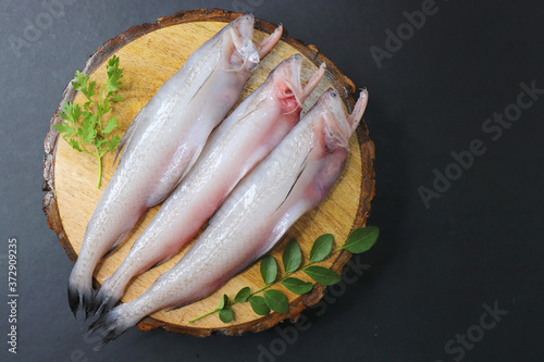Fresh sea fish Bombay duck fish or Bombil and ingredients for cooking, green coriander, curry leaves, and garlic. black background top view. Copy space
