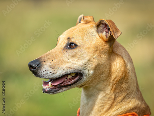 portrait of a dog © jefflandphoto
