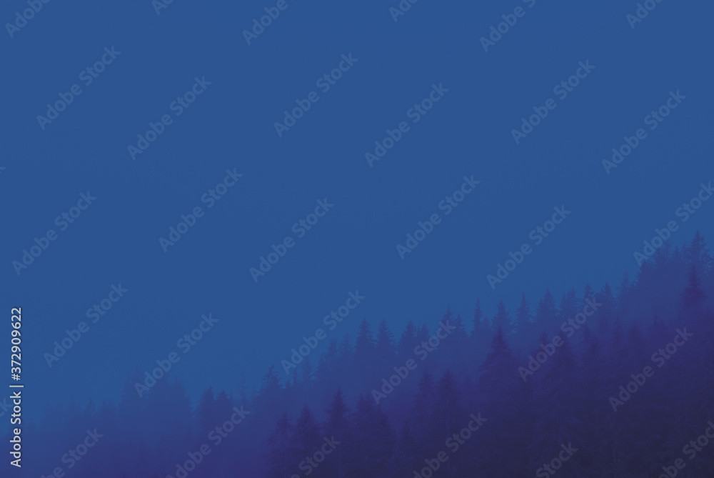 Dark blue pine trees forest in the mist at night Dark blue pine trees forest in the mist at night