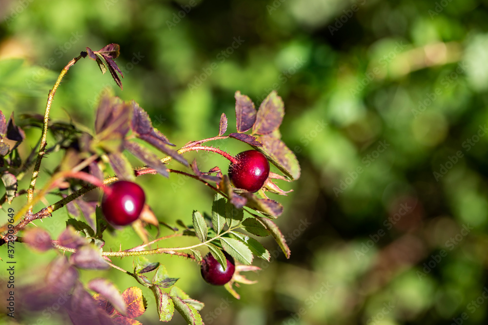 Dark red rose hips on a green background Dark red rose hips on a green background