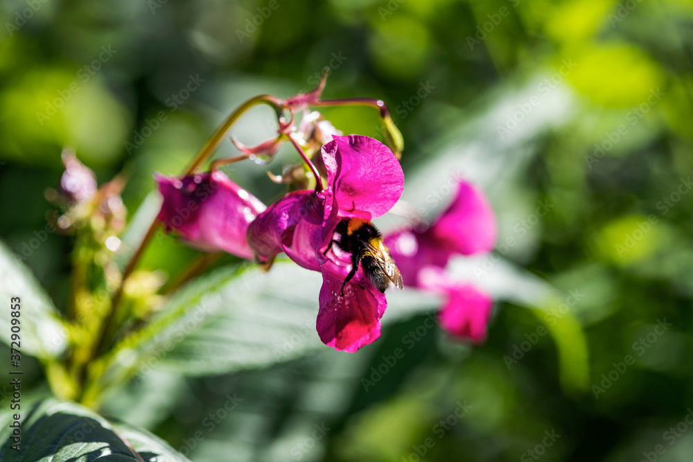 Bright pink flowers of the catchment on a green background Bright pink flowers of the catchment on a green background
