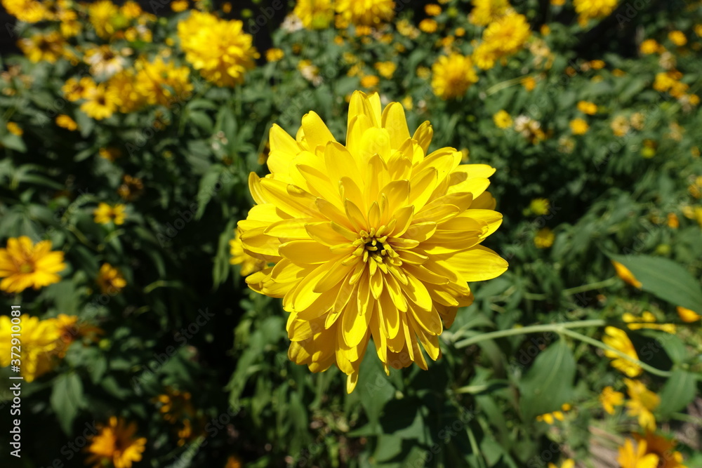 Fototapeta premium Close view of yellow flower of Rudbeckia laciniata Goldquelle in July