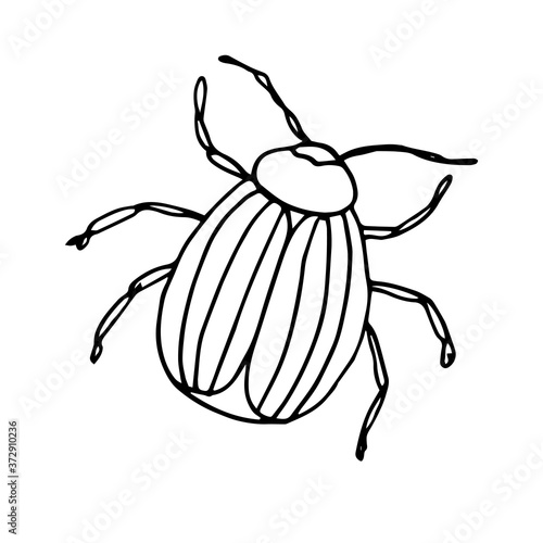 Colorado potato beetle.Vector illustration of an insect. A Doodle style sketch . Isolated object on a white background.Ink drawing of wildlife. For children's colorings .