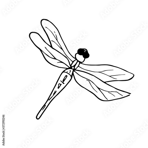 Dragonfly. Vector illustration of an insect. A Doodle style sketch . Isolated object on a white background.Ink drawing of wildlife. For children's colorings.