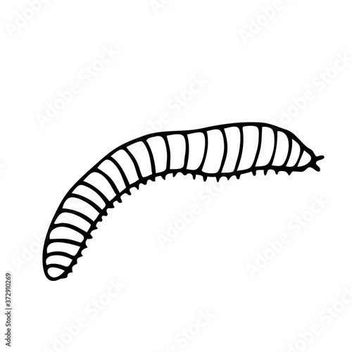 Worm.Vector illustration of an insect. A Doodle style sketch . Isolated object on a white background.Ink drawing of wildlife. For children's colorings.