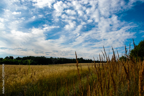 field and sky