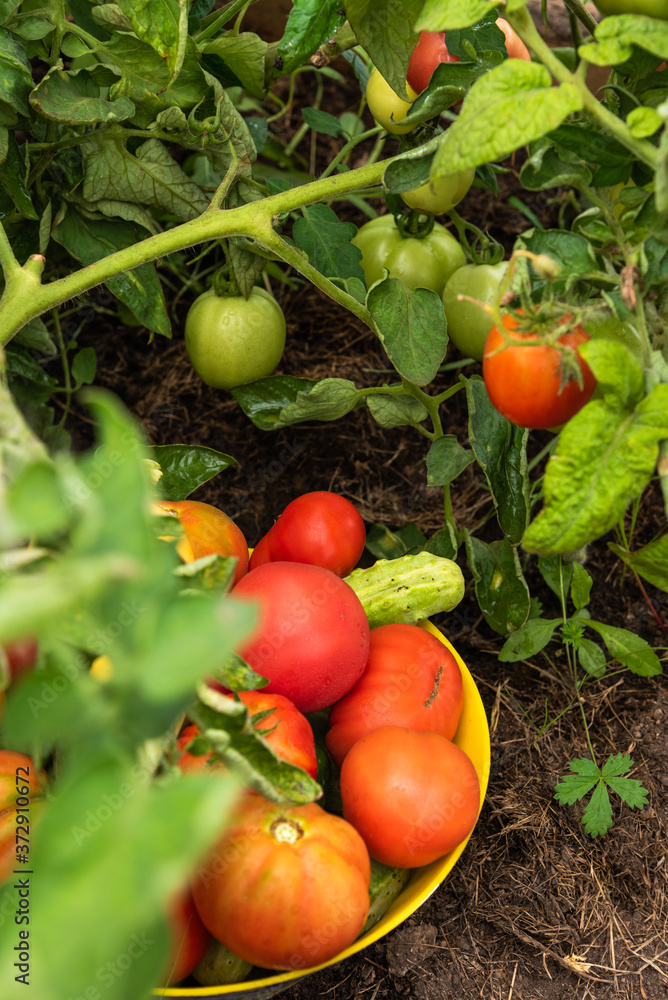 Harvesting on the farm - a bowl with tomatoes, cucumbers and peppers, collected in the vegetable garden, close-up on the garden bed