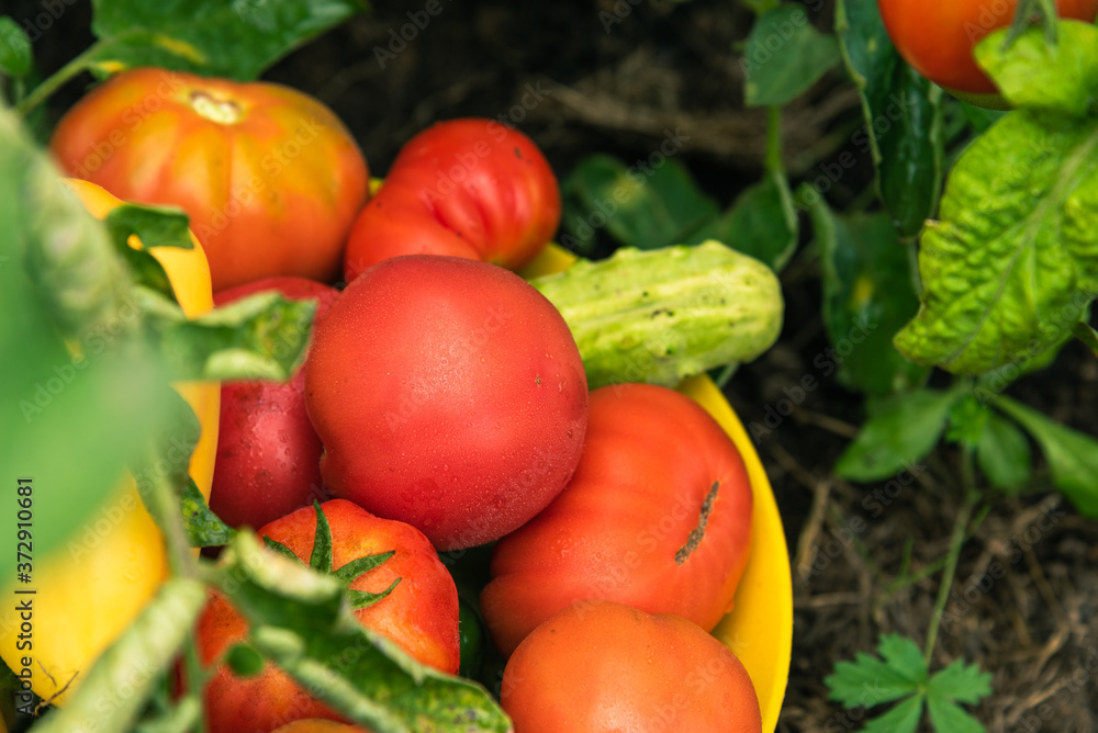 Harvesting on the farm - a bowl with tomatoes, cucumbers and peppers, collected in the vegetable garden, close-up on the garden bed Harvesting on the farm - a bowl with tomatoes, cucumbers and peppers, collected in the vegetable garden, close-up on the garden bed