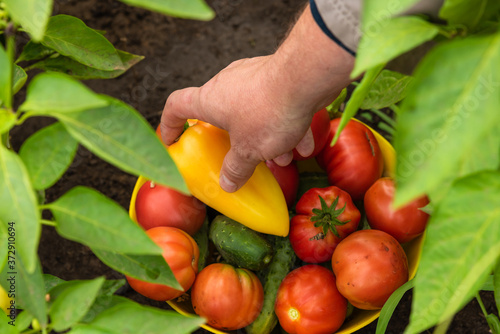Harvesting at the farm, hand putting vegetables in a bowl - a bowl with tomatoes, cucumbers and peppers harvested in a kitchen garden, close-up