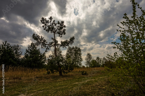 tree in the field