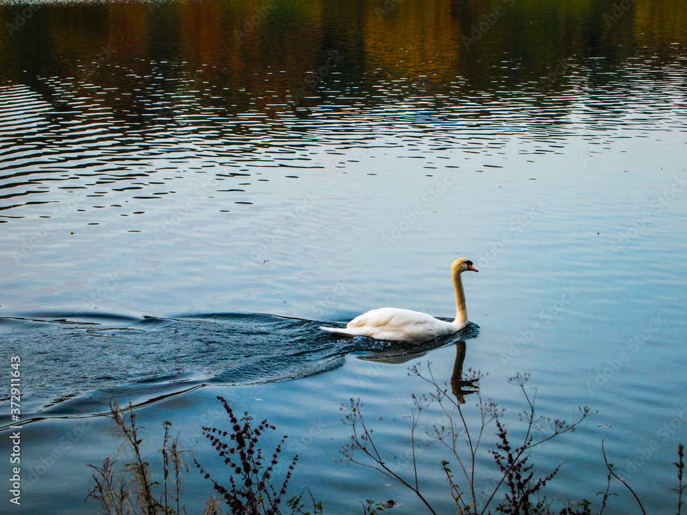 Fototapeta premium Swimming white swan