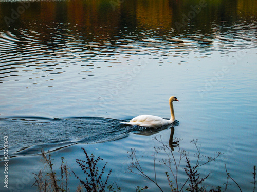 Swimming white swan