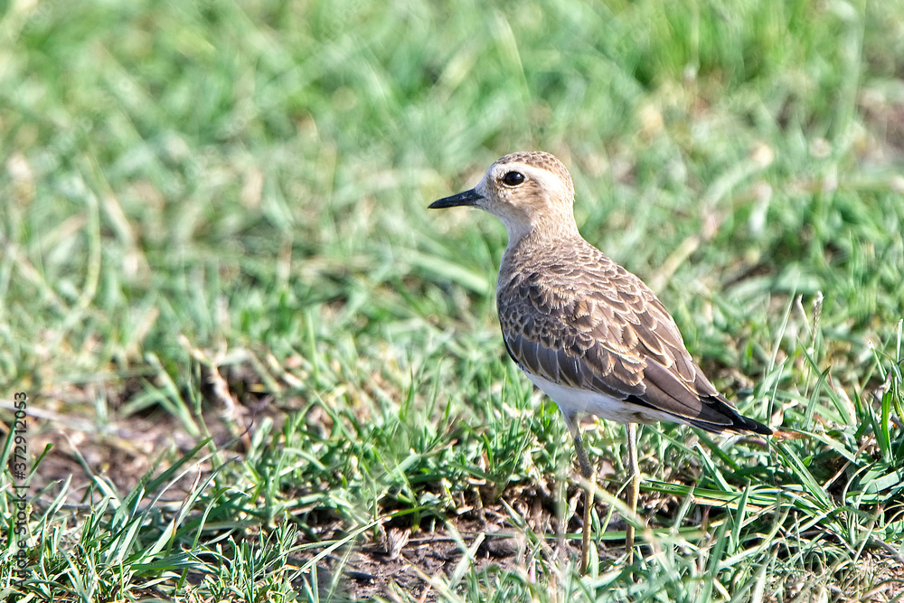 Caspian Plover (Charadrius asiaticus), Maasai Mara, Kenya. Caspian Plover (Charadrius asiaticus), Maasai Mara, Kenya.