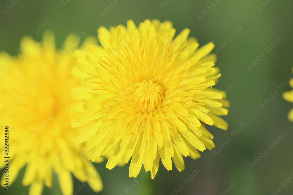 Bright yellow dandelion flower on green background Bright yellow dandelion flower on green background