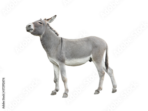 Dreaming donkey isolated on white background.