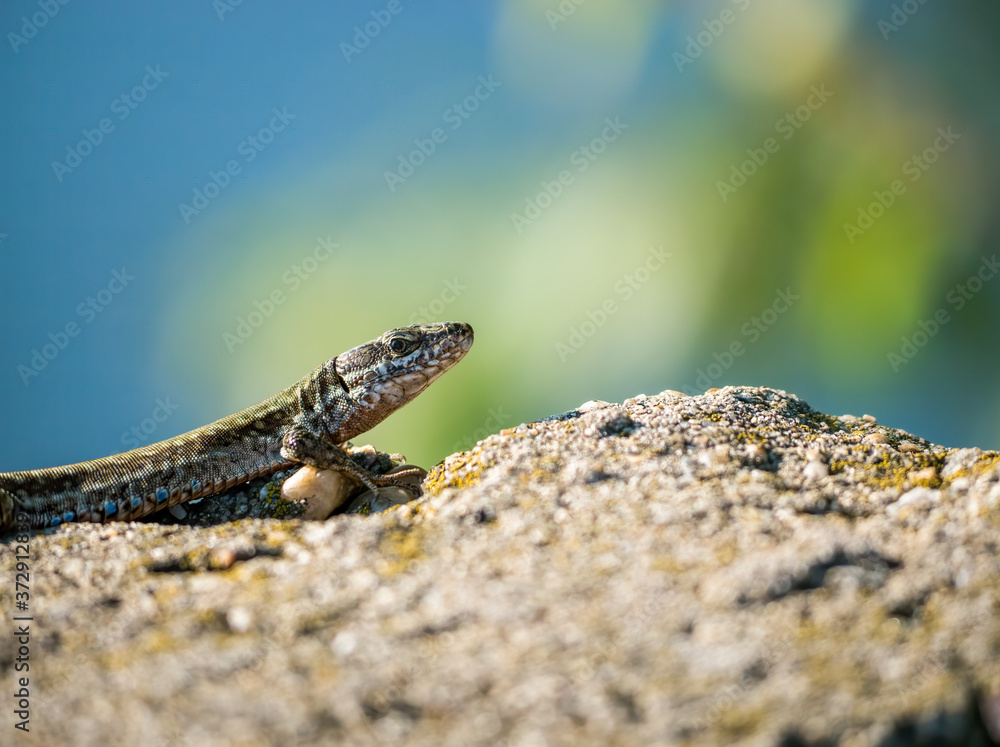 The sand lizard also known as Lacerta agilis sitting on a rock. Close up with a lizard on blurred background. The sand lizard also known as Lacerta agilis sitting on a rock. Close up with a lizard on blurred background.
