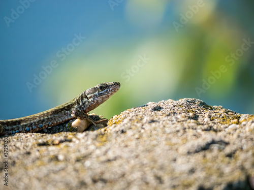 The sand lizard also known as Lacerta agilis sitting on a rock. Close up with a lizard on blurred background.