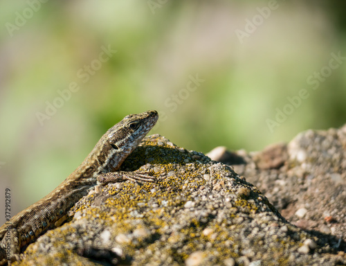 The sand lizard also known as Lacerta agilis sitting on a rock. Close up with a lizard on blurred background.