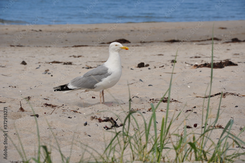 Fototapeta premium Möwe am Strand