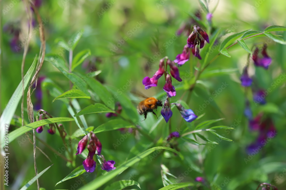 Bumblebee flying around lilac and blue flowers Bumblebee flying around lilac and blue flowers