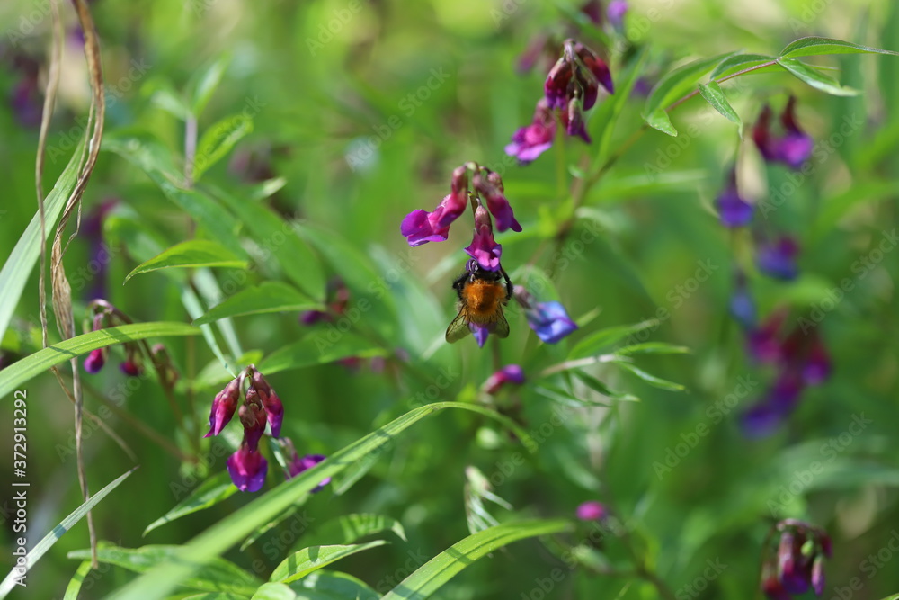 Bumblebee flying around lilac and blue flowers Bumblebee flying around lilac and blue flowers