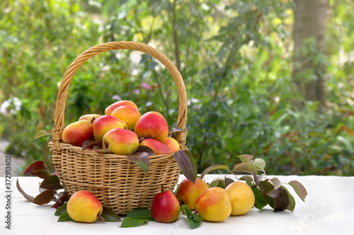 Ripe yellow juicy pears and pear tree leaves in a basket on a table with a white tablecloth on autumnal blur nature background with space for text