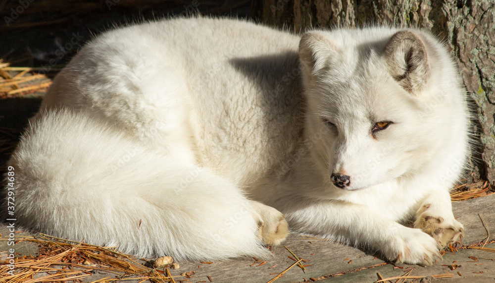 Fototapeta premium Arctic Fox Closeup