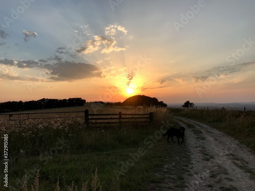 sunset over the field