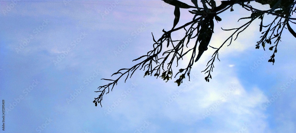 Obraz premium branches of a tree in the sky