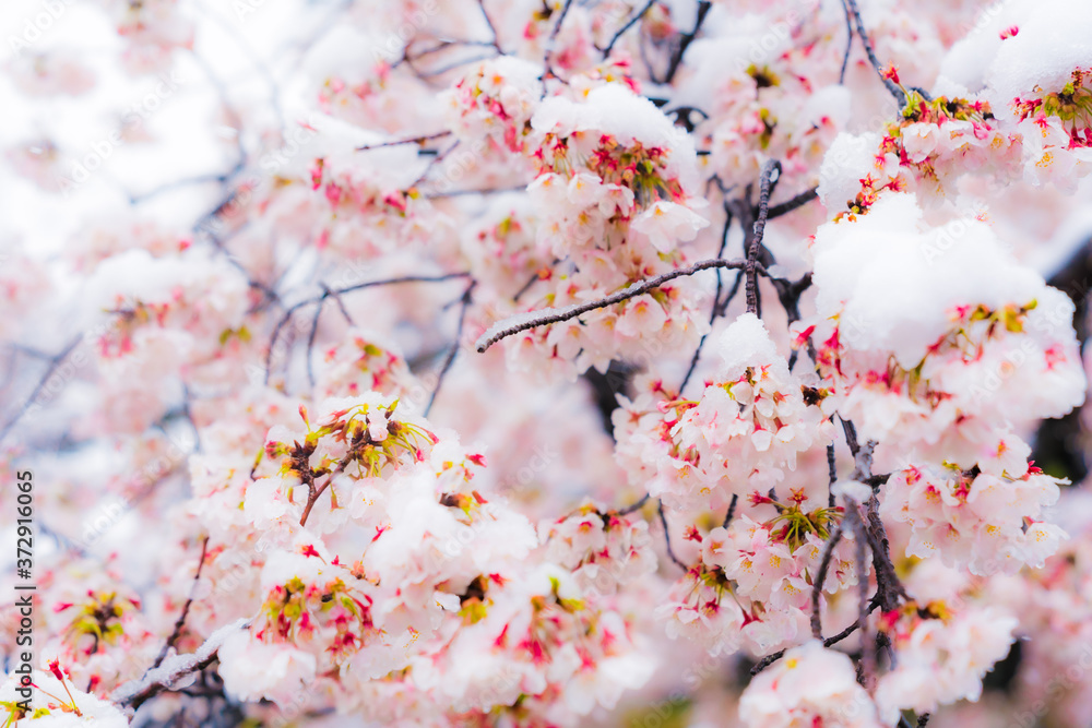 桜隠し 雪桜 桜 桜隠し 雪桜 桜