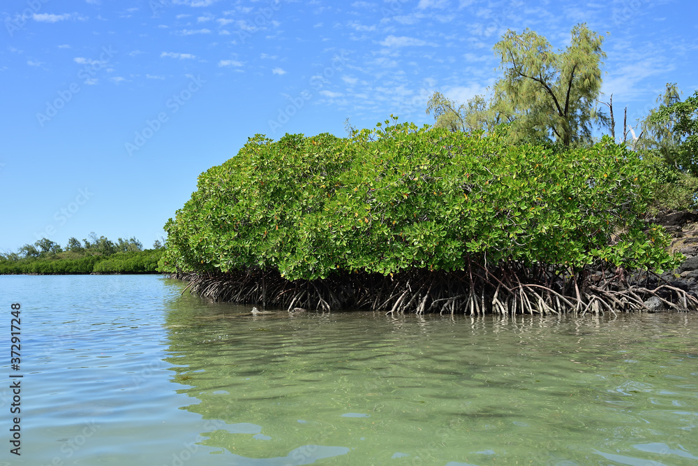 Obraz na plátně Mangrove, Mauritius