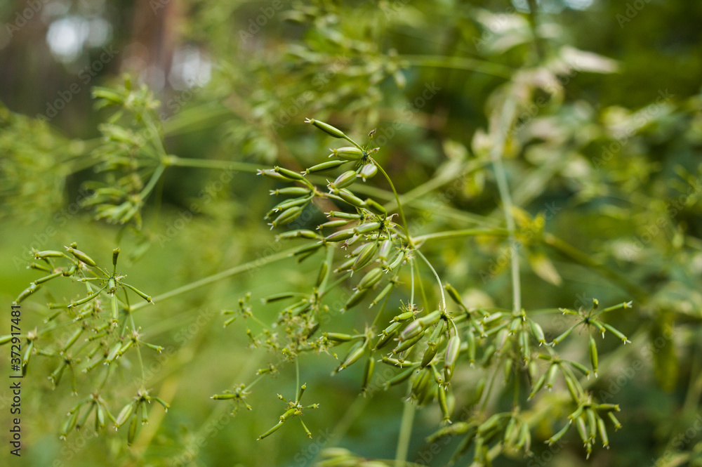 Beautiful landscape, green agricultural fields