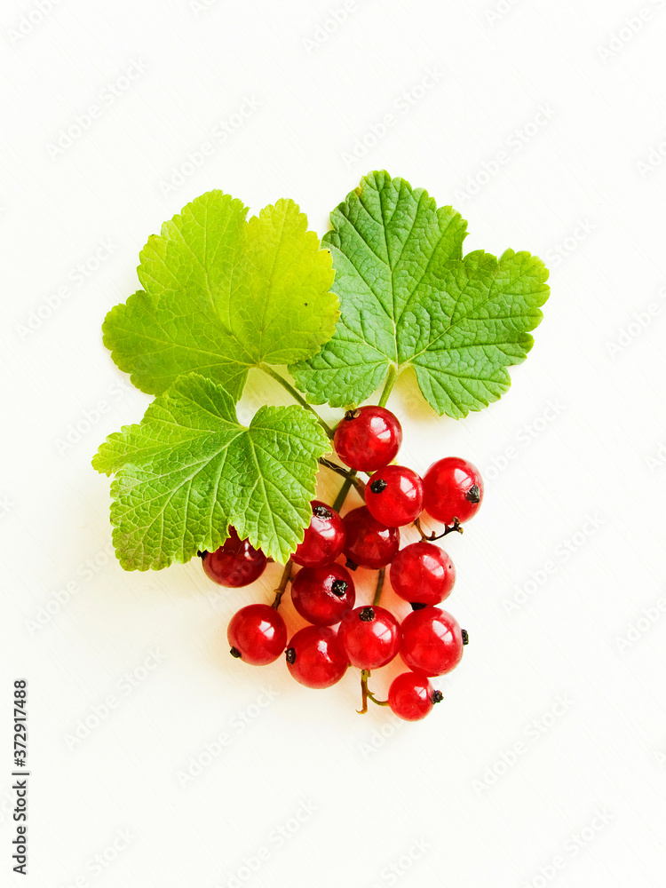 Red currant berries Red currant berries