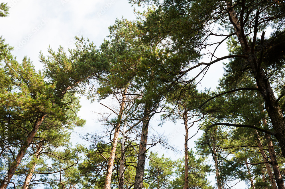 Obraz premium Sunny summer day in a pine forest