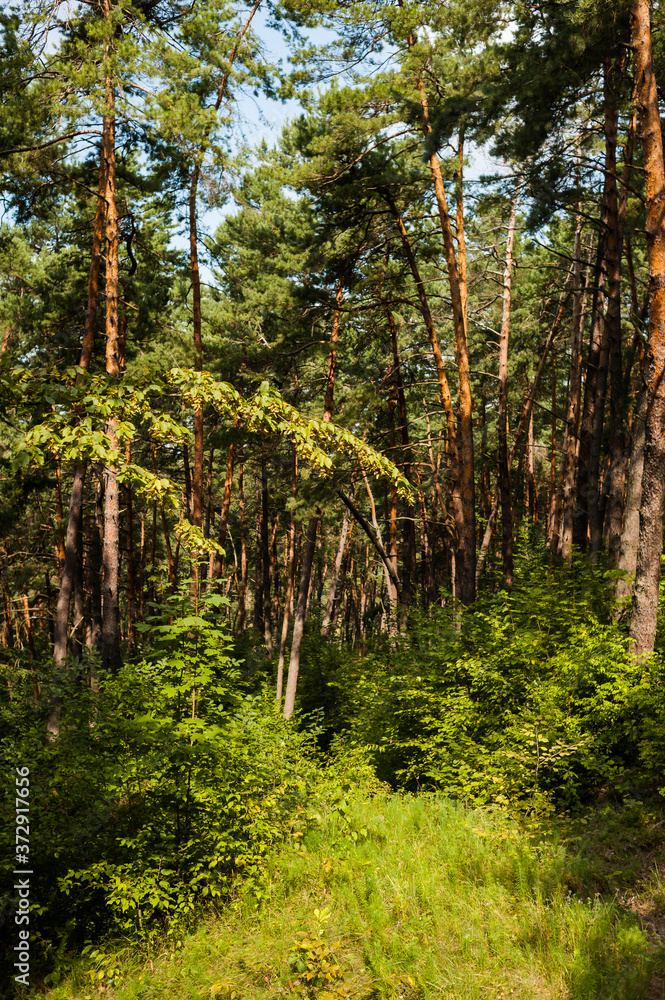 Sunny summer day in a pine forest Sunny summer day in a pine forest