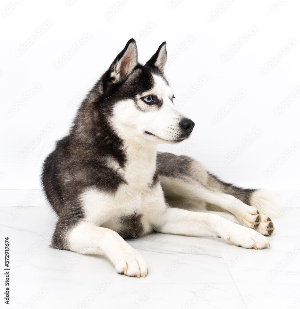 Young husky dog over white background