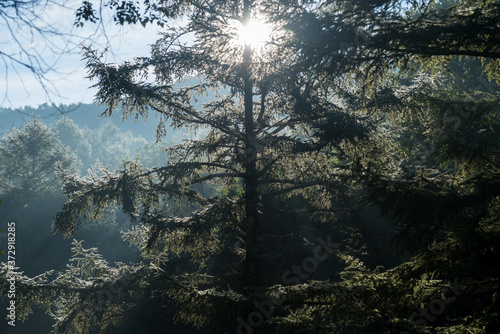 Sunlight above forest on Nagano camping site