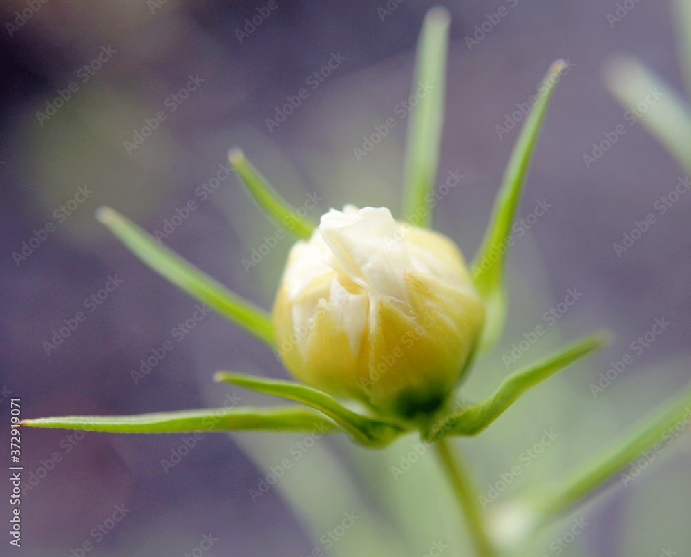 Fototapeta premium bourgeon flower
