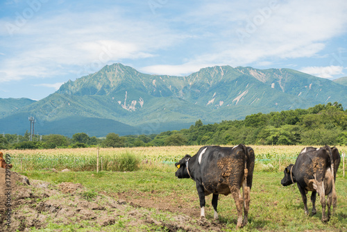 cows in the mountains farm