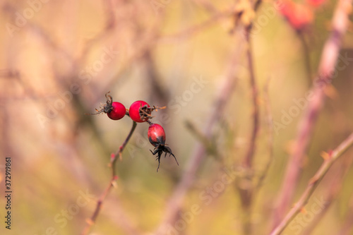 Beautiful rose hip bush and its fruits in autumn sun with beautiful light and bokeh